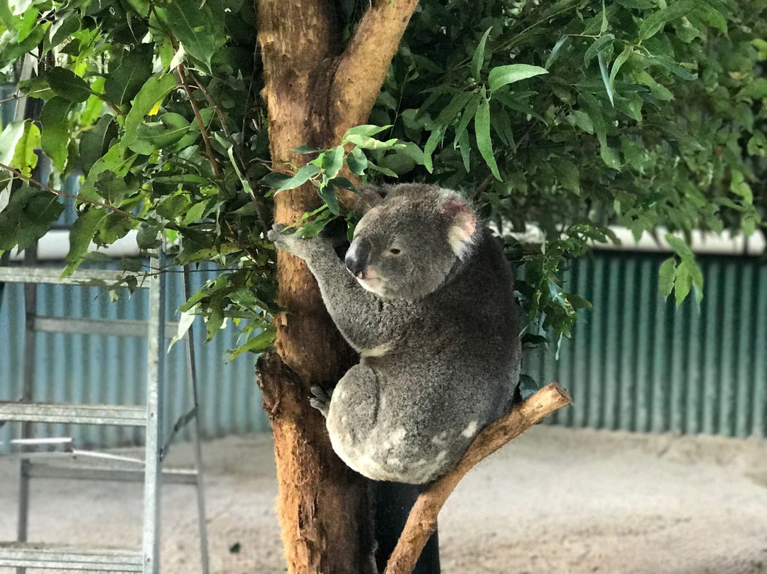 Billabong Zoo Koala & Wildlife Park景点图片