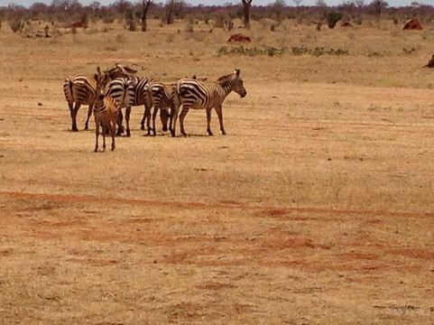 My Kenya Safari - Day Tours-蒙巴萨必去景点