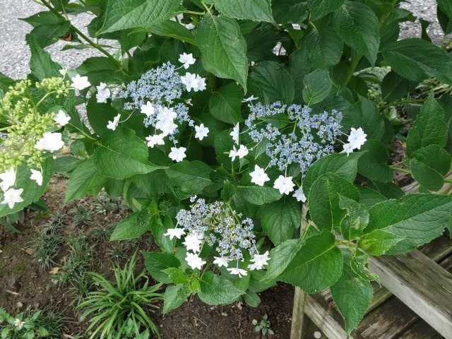 Shakuzen-ji Temple-岚山町必去景点