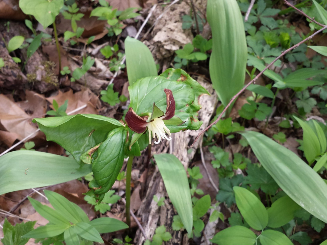Cedar Bog State Nature Preserve-Urbana必去景点