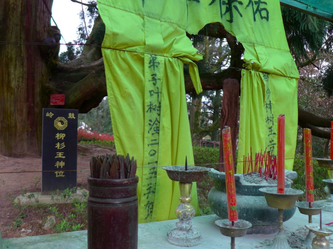 Cryptomeria Cypress King Park-福州市必去景点