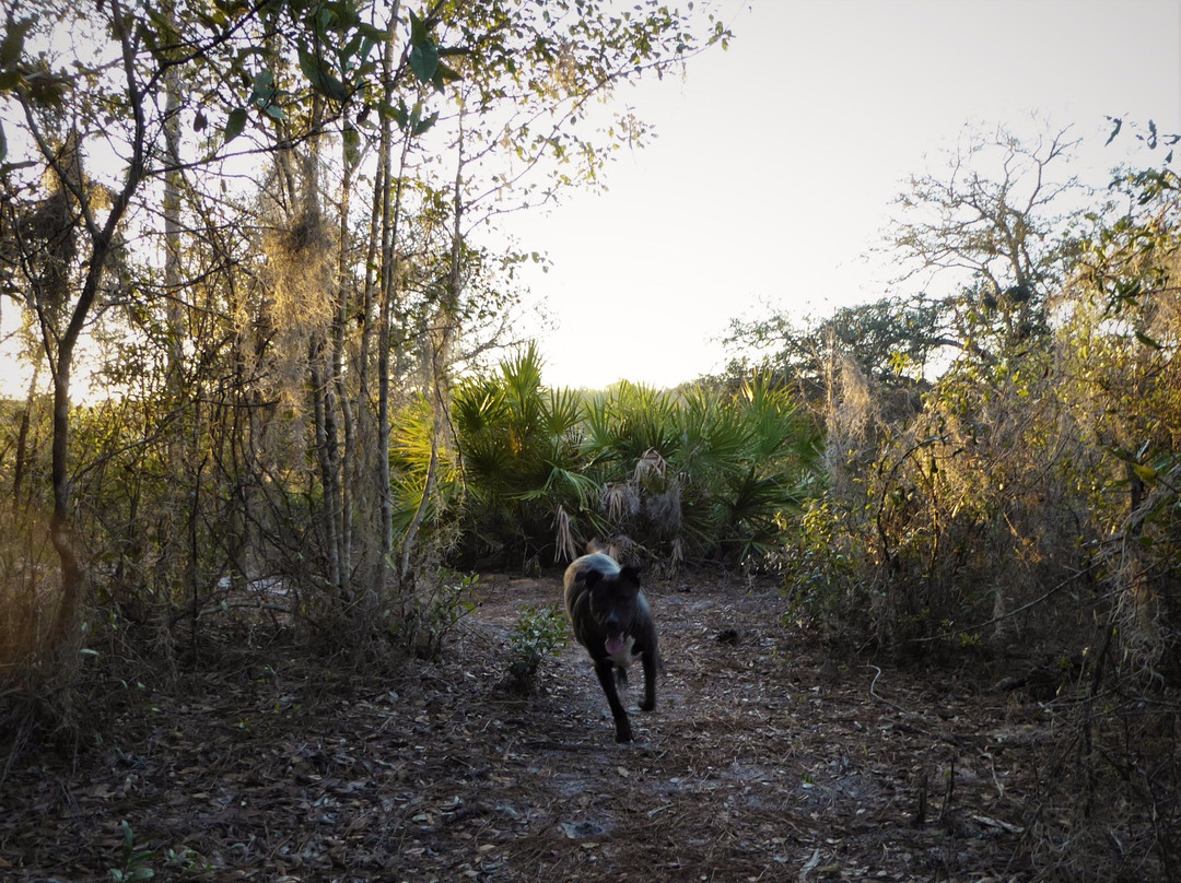 Ross Prairie Trailhead-Dunnellon必去景点