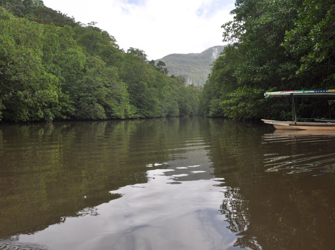 Mangrove River景点图片