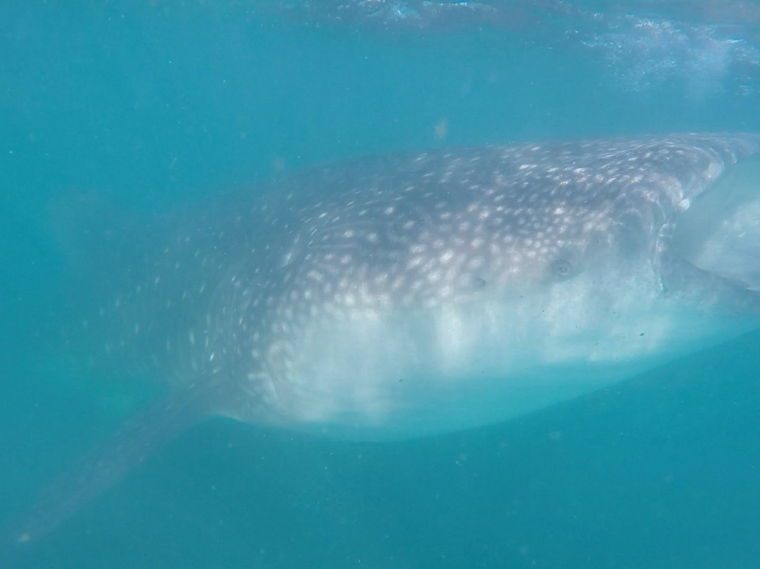 Whale Shark Boat Tours-拉巴斯必去景点