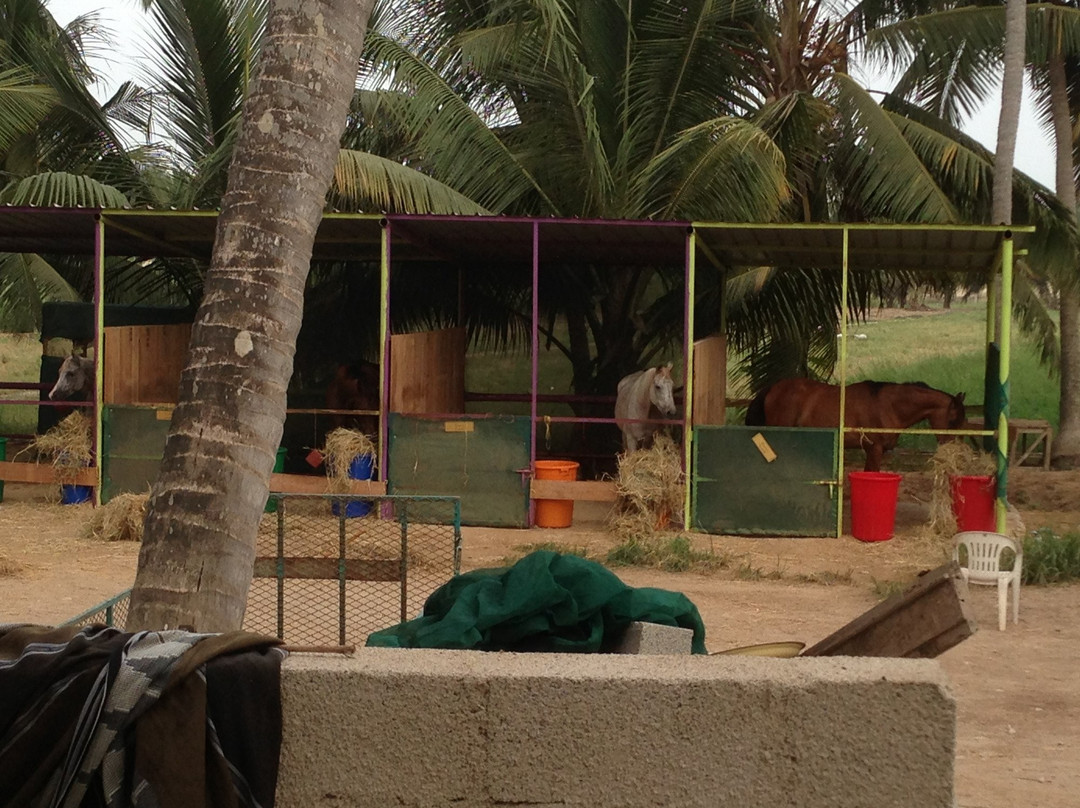 Salalah Horse Riding-塞拉莱必去景点