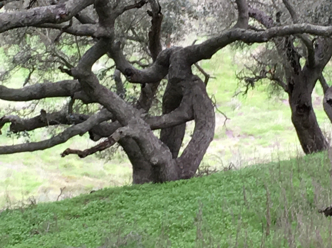 Los Flores Ranch Park-圣玛丽亚必去景点