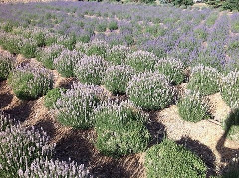 Sprigs & Sprouts Lavender Farm-Palisade必去景点