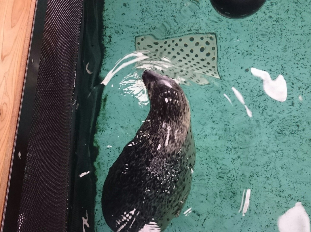 Kochi Prefectural Ashizuri Kaiyokan Aquarium-土佐清水市必去景点