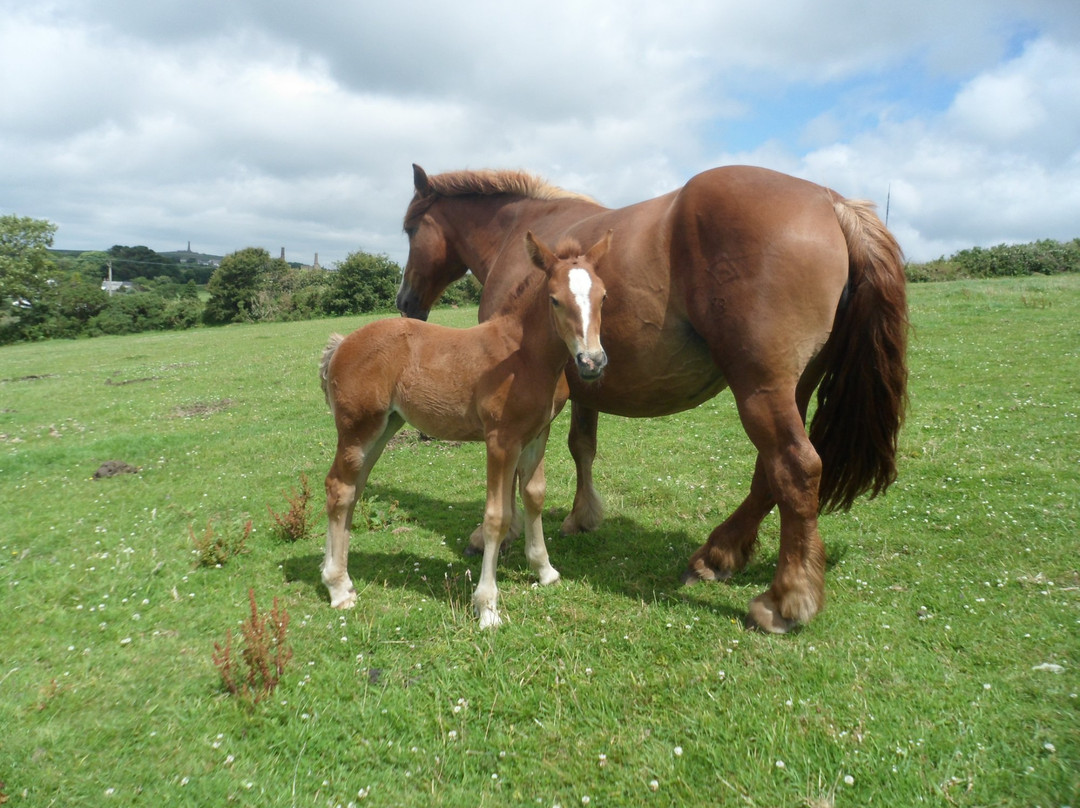 Shire Horse Farm and Carriage Museum景点图片