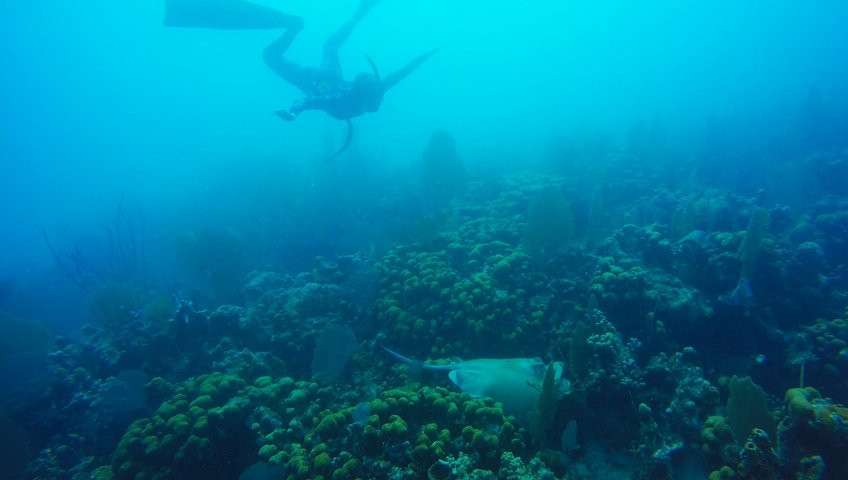 VITAL Freediving-圣约翰必去景点