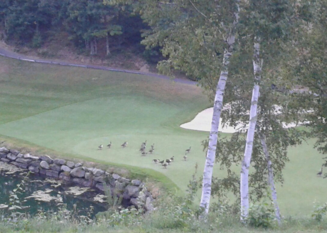 Red Tail Golf Club-Devens必去景点