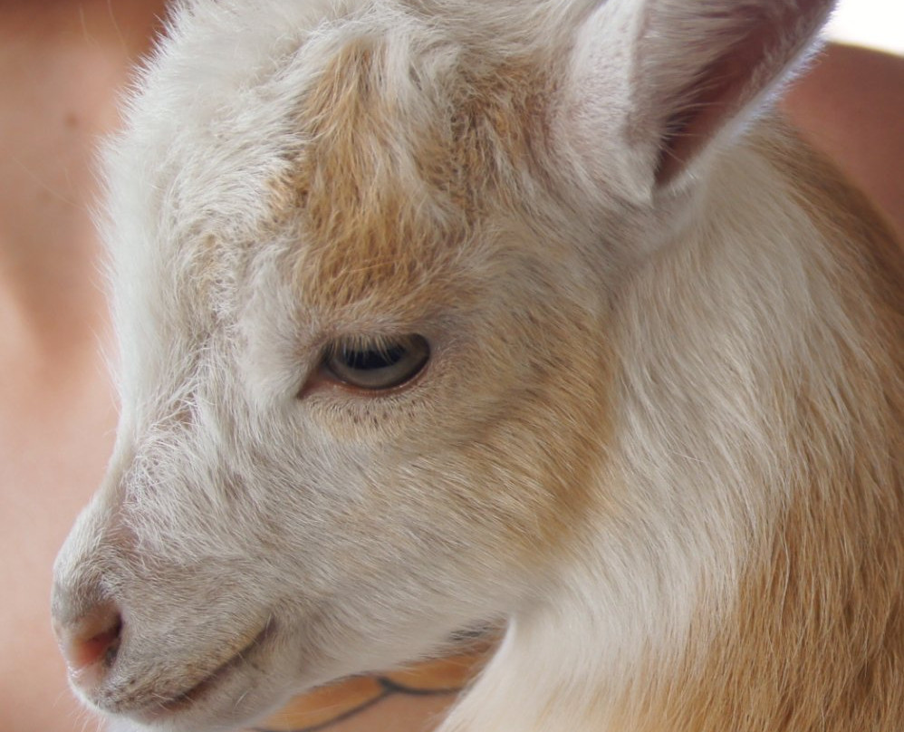 Santa Cruz County Fairgrounds-沃森维尔必去景点