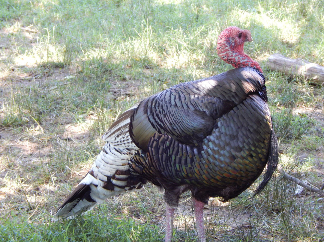 Meadow Farm Museum-里士满必去景点