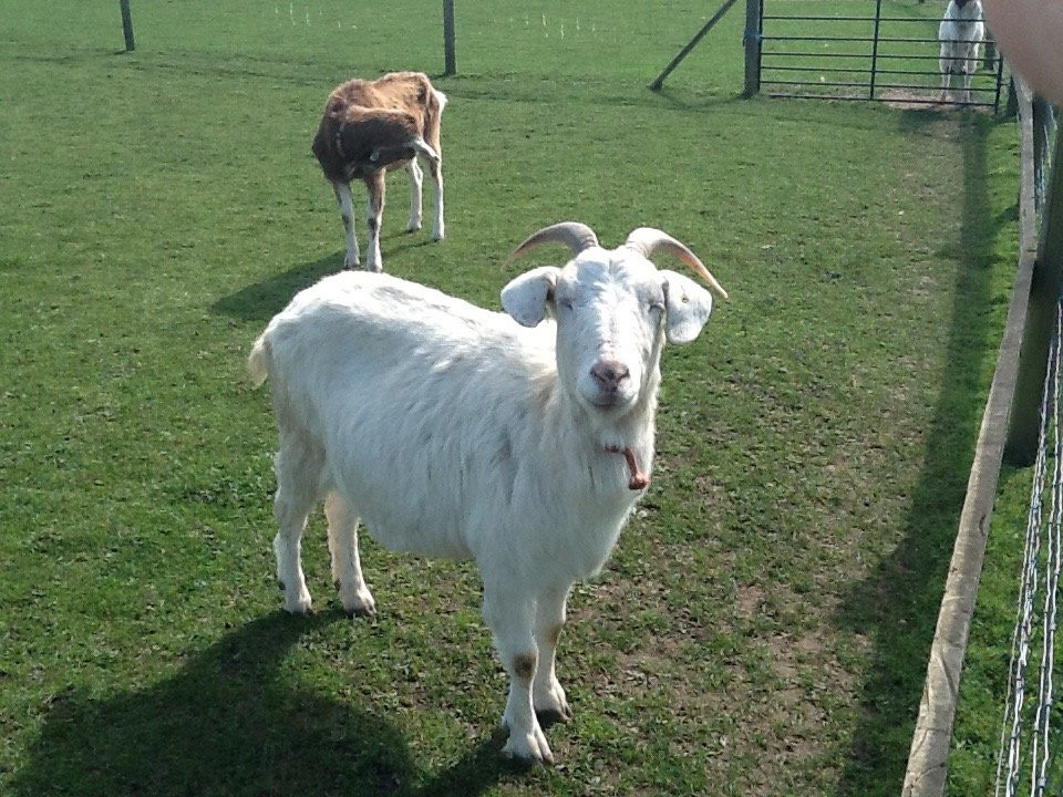 Paradise Found Educational Farm Park-Sapcote必去景点