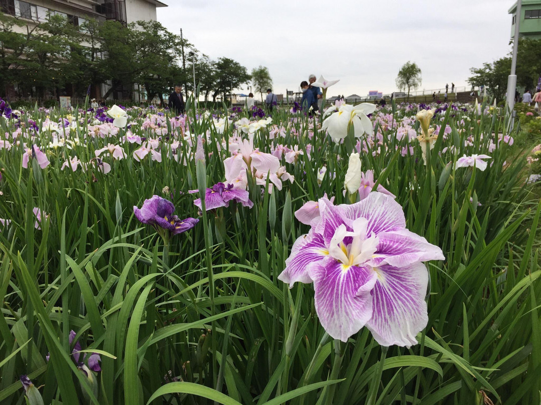 Suigo Itako Ayame Garden-潮来市必去景点
