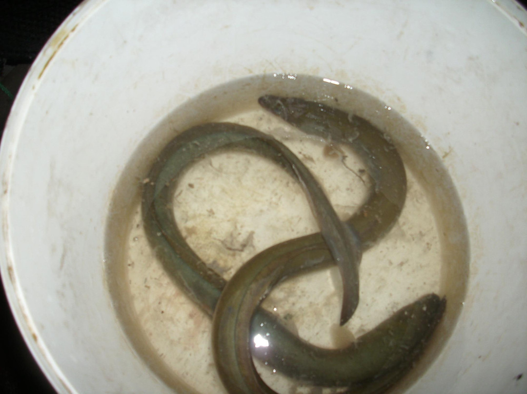Laweczka Hendrixa景点图片