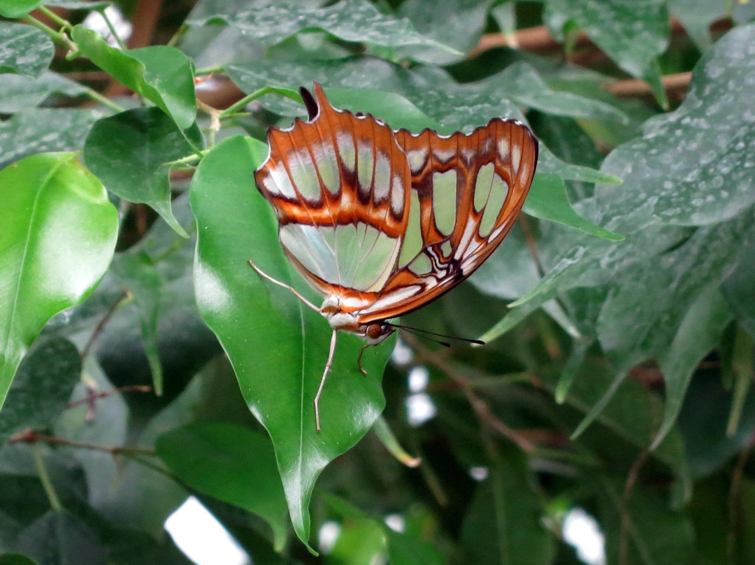 Butterfly House Elbauenpark-马格德堡必去景点