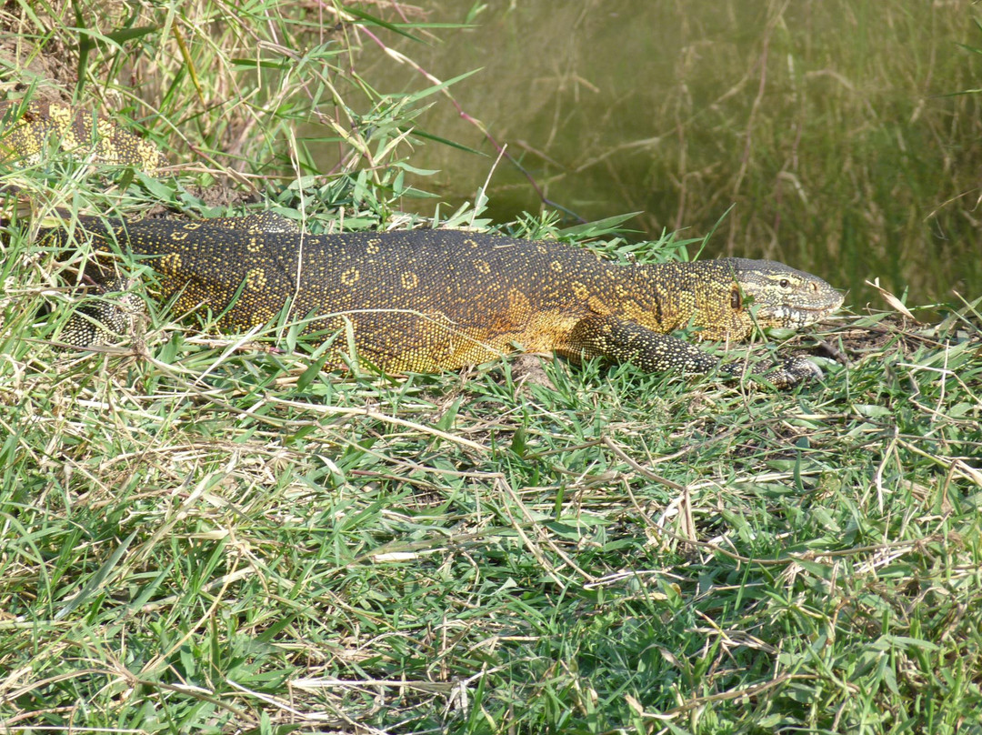 Musiara Swamp-马赛马拉国家野生动物保护区必去景点