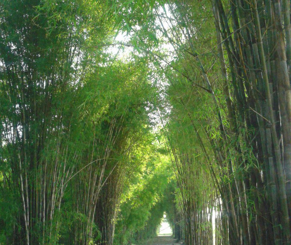 Hutan Bambu dan Taman Sakura Keputih Sukolilo-泗水必去景点