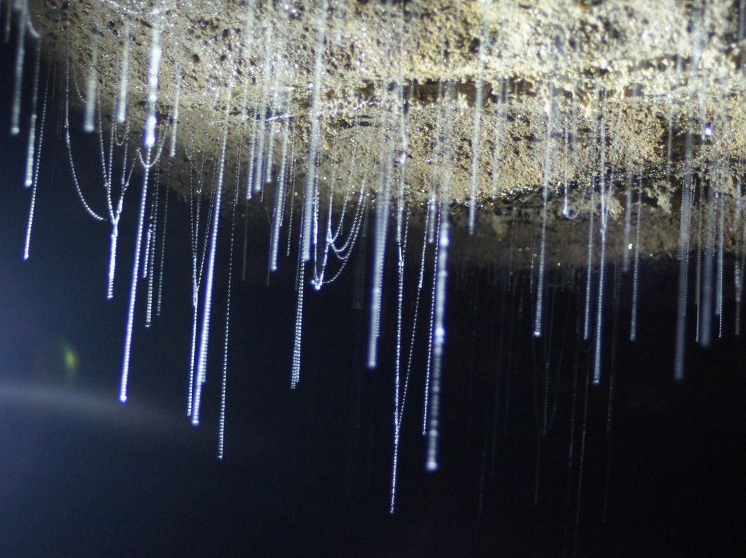 Oparara Kahurangi National Park Guided Tours景点图片