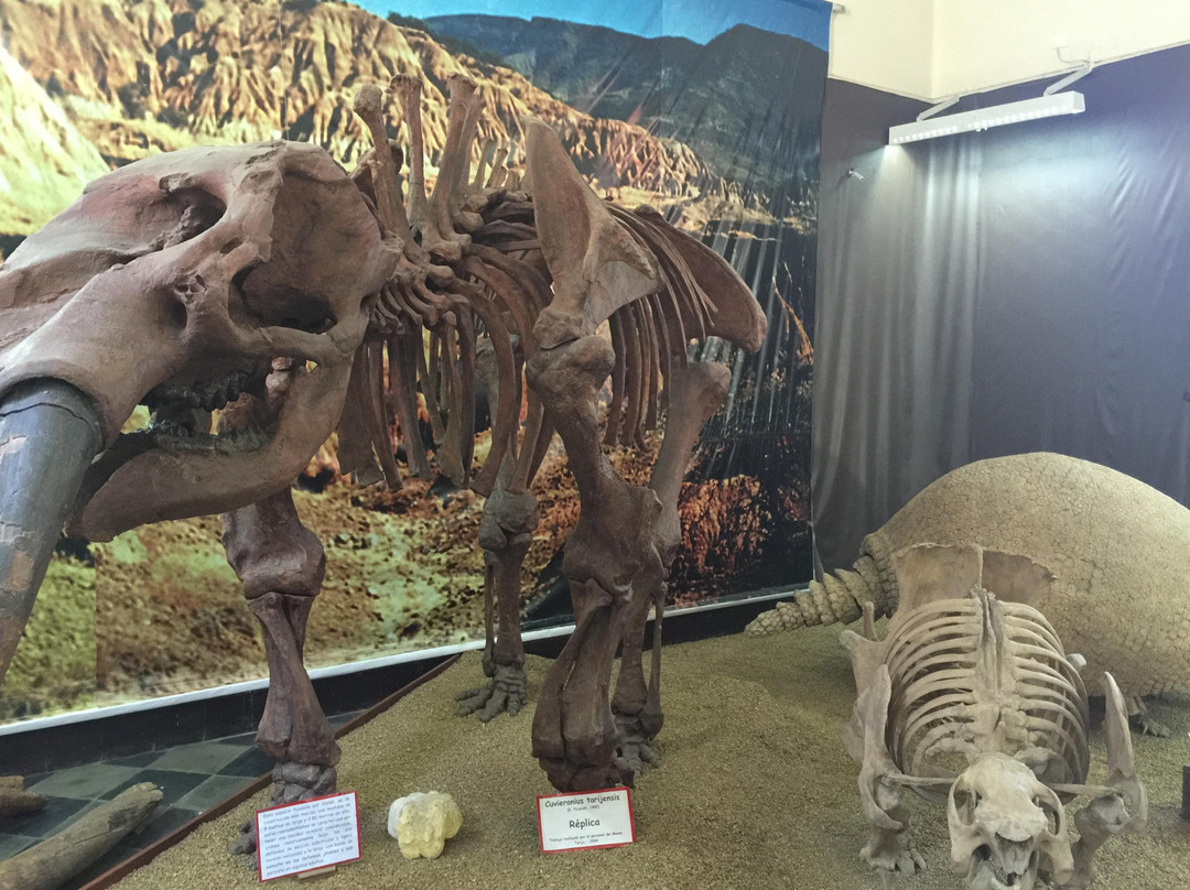 塔里哈旅游景点-Museo Paleontologico y Arqueologico