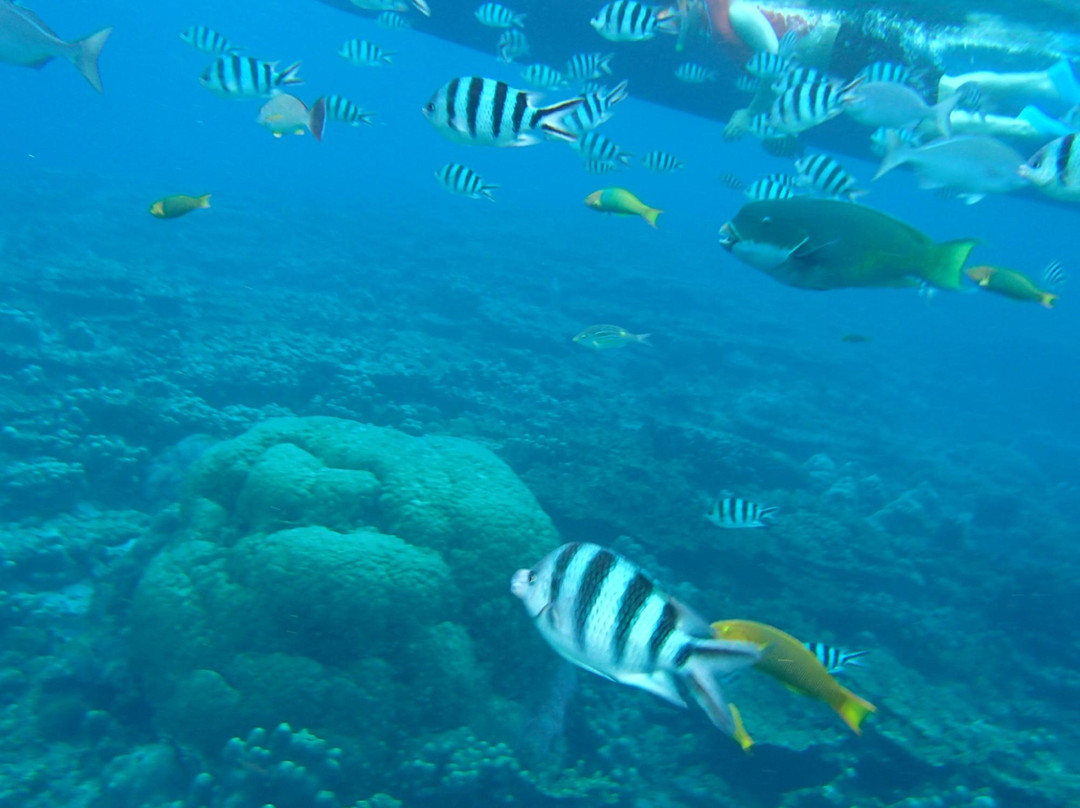 Anijima Seto Undersea Park-小笠原村必去景点