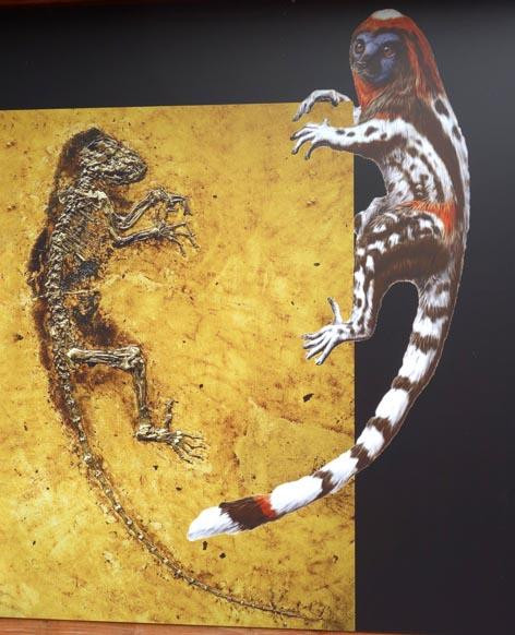 Geologisch Museum Hofland景点图片