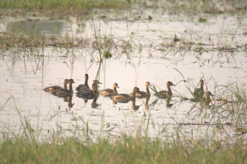 Ballavpur Wildlife Sanctuary景点图片