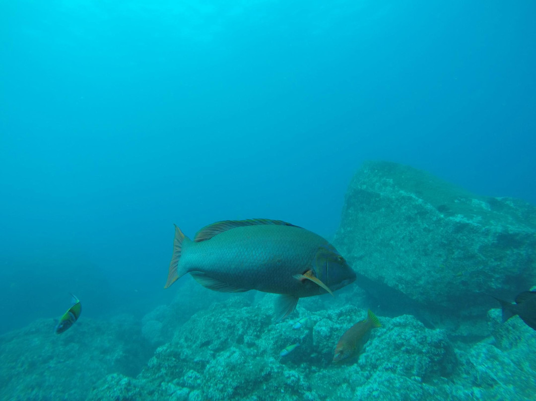 Madeira Diving Center-Canico必去景点