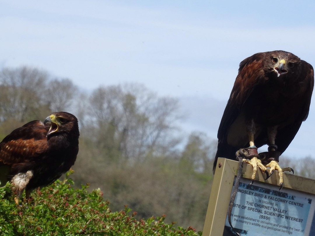 Kingsley Bird & Falconry Centre景点图片
