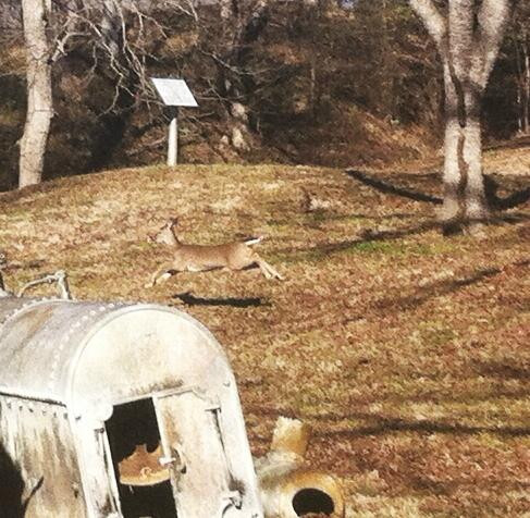 Grand Gulf Military Park景点图片