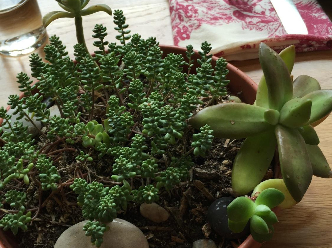 Onion Creek Kitchens at Juniper Hills Farm-Dripping Springs必去景点