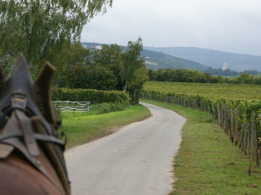 EvenTours Rheingau Tours景点图片