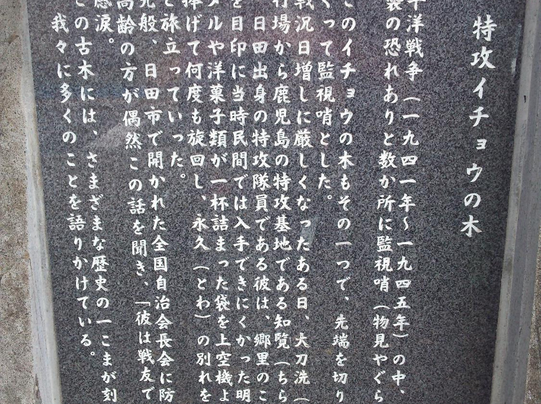 Tokko Ginkgo Tree and its Monument-日田市必去景点