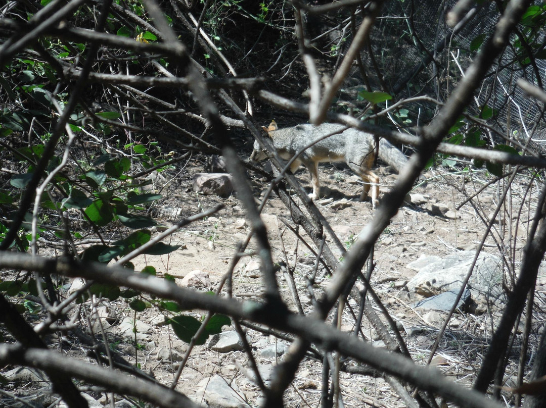 Chaparri Reserve-Chongoyape必去景点