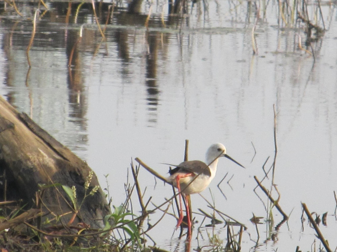 Platinum Resort主图