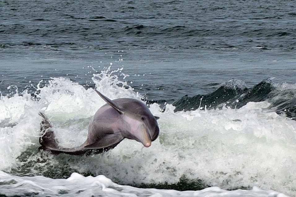 Paradise Boat Tours-Bradenton Beach必去景点