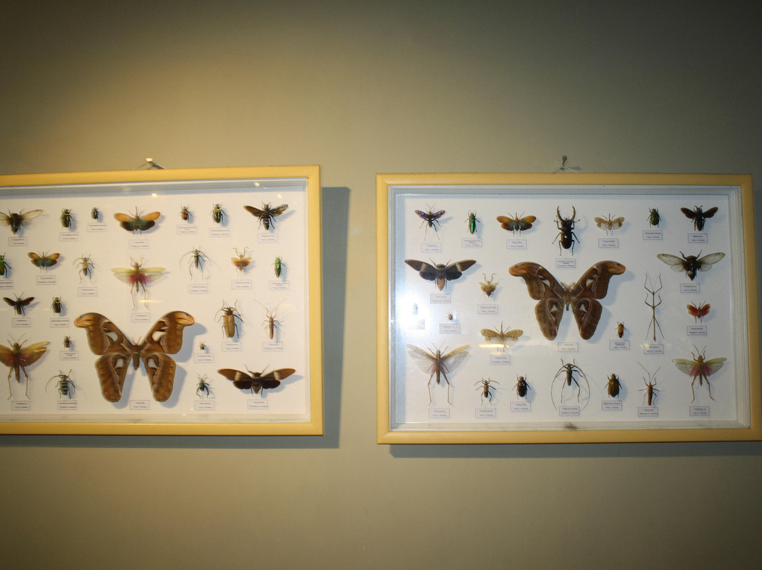 Wildlife Museum-巴图必去景点
