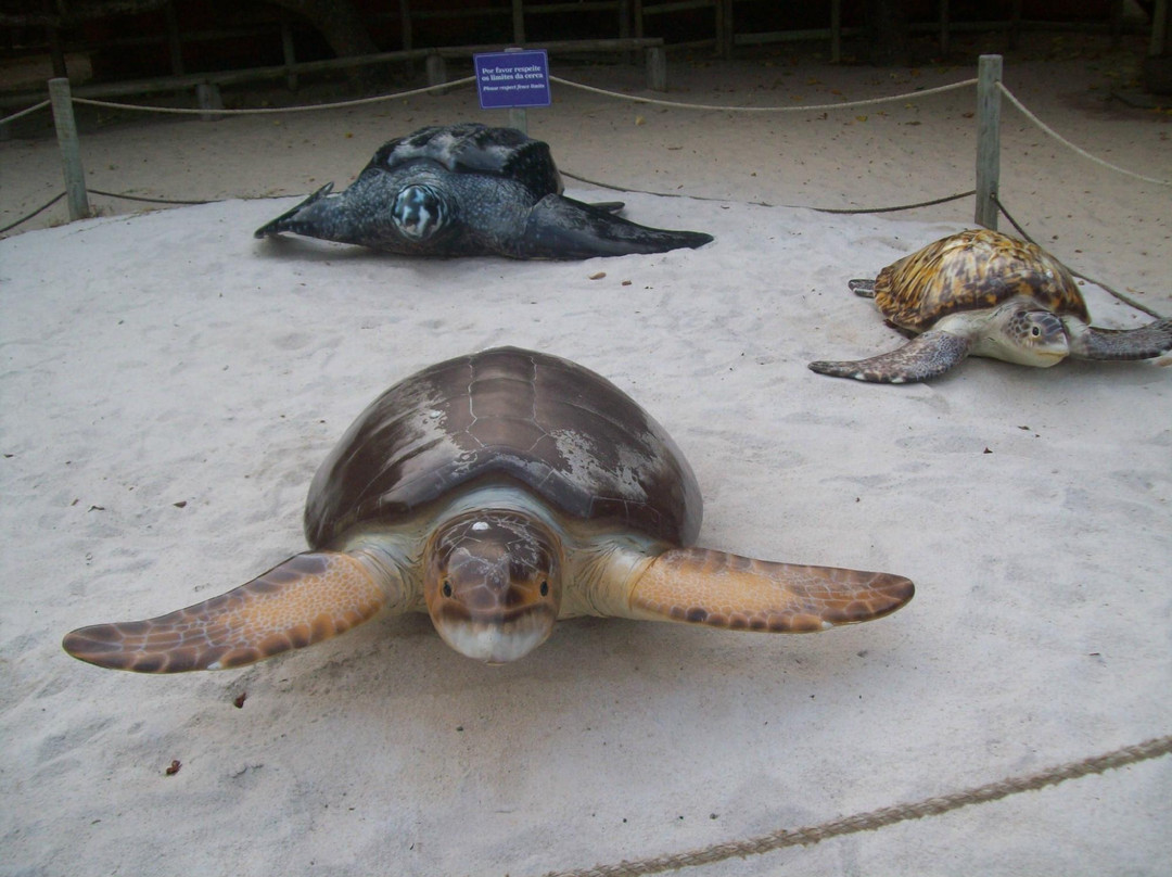 Projeto Tamar Guriri-Sao Mateus必去景点