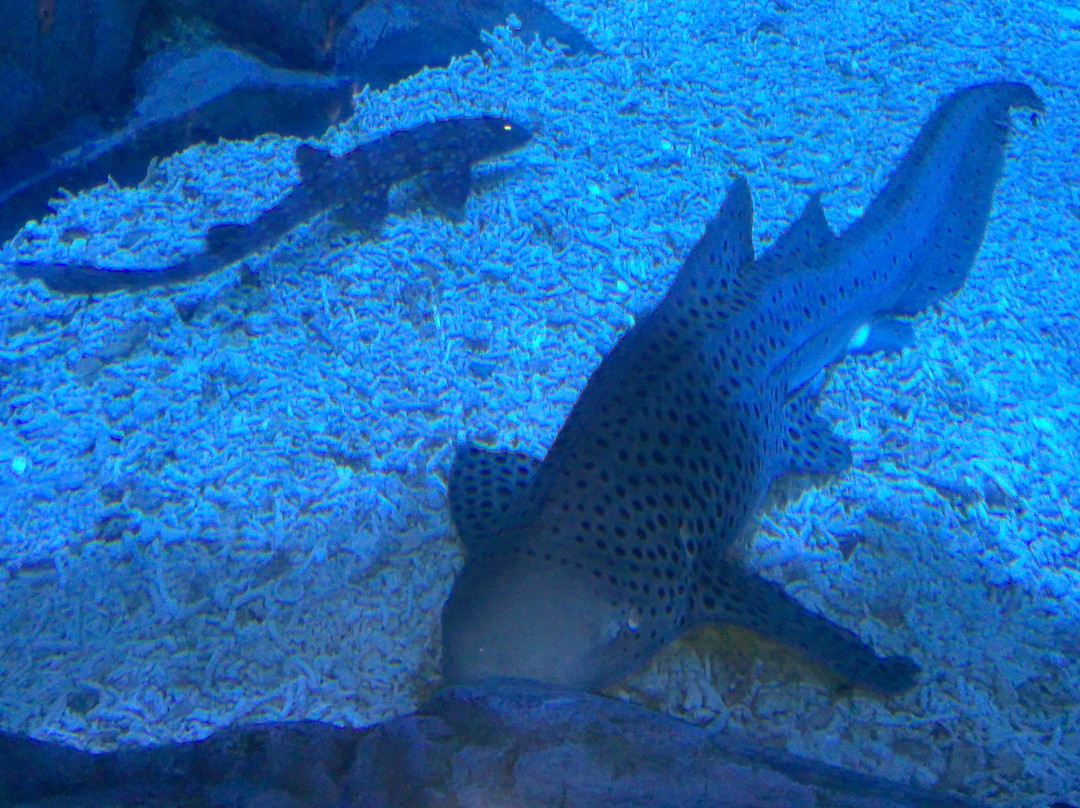 海昌烟台鲸鲨馆-烟台市必去景点