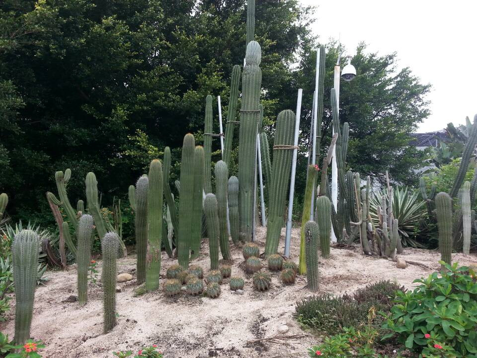 厦门园林植物园景点图片