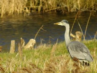 Brandon Marsh Nature Reserve景点图片