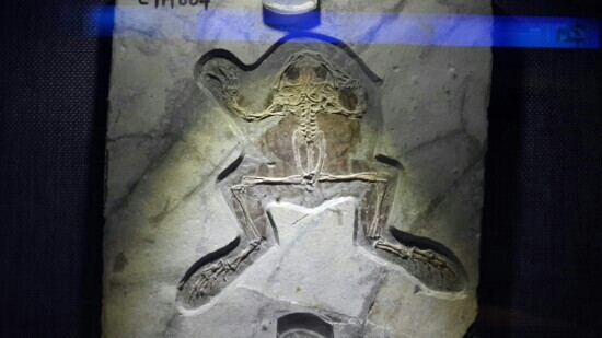 朝阳鸟化石国家地质公园-朝阳市必去景点