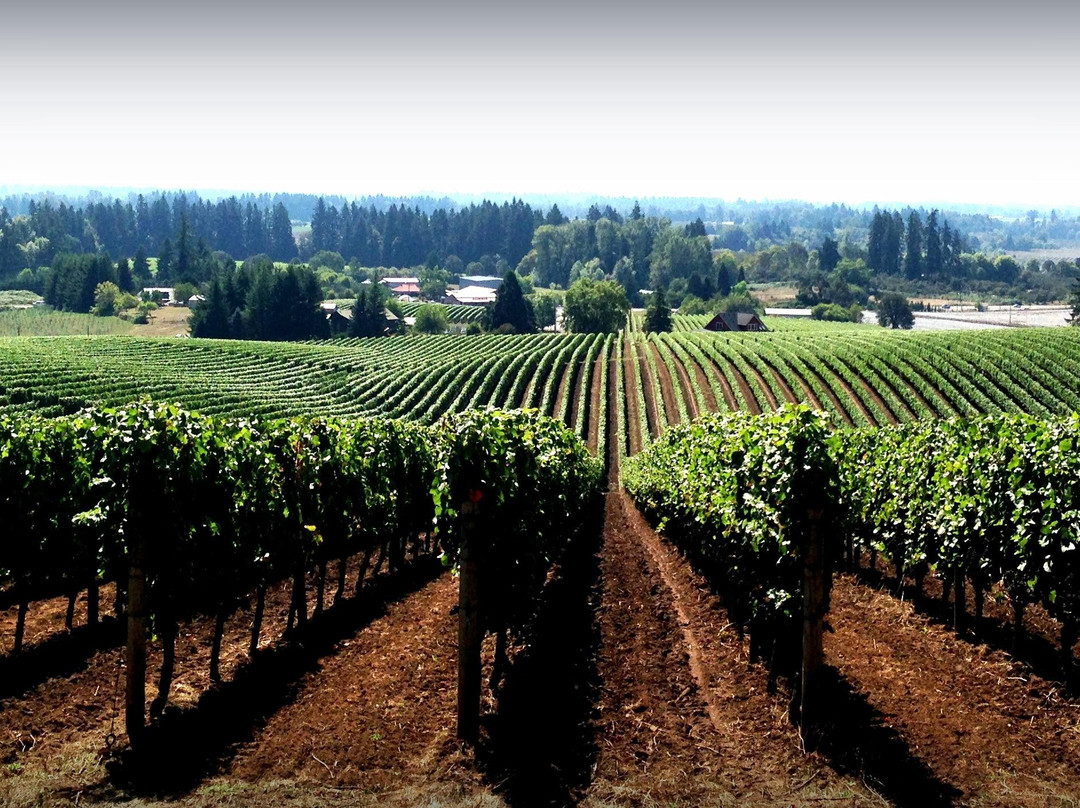 Sokol Blosser Tasting Room & Winery景点图片