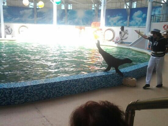 Yevpatoriya Dolphinarium景点图片