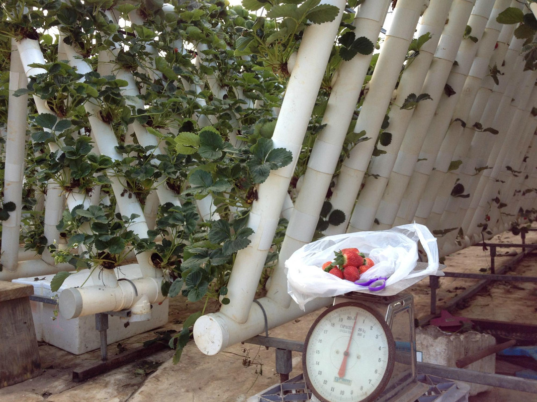 Ricardoes Tomatoes and U-Pick Strawberry Farm-麦克夸利港必去景点