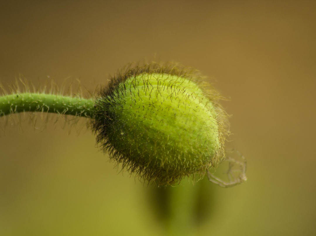 South Arkansas Arboretum-El Dorado必去景点