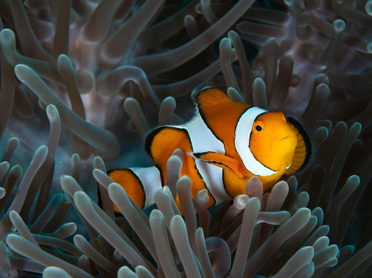 普吉岛浮潜之旅（Offspray Leisure游船观光公司）-查龙必去景点