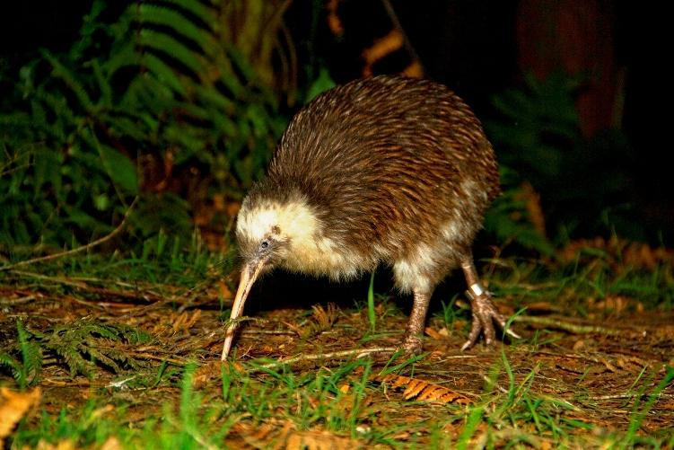 Ōtorohanga Kiwi House景点图片