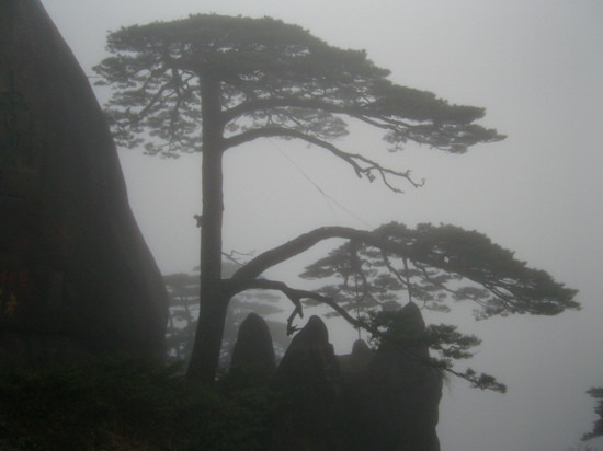 迎客松-黄山市必去景点